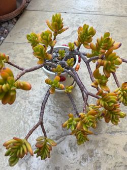 Golden jade Succulent Plant in White Pot