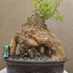 Old Cockspur Coral ( Erythrina crista-galli ) Bonsai Tree,,   
