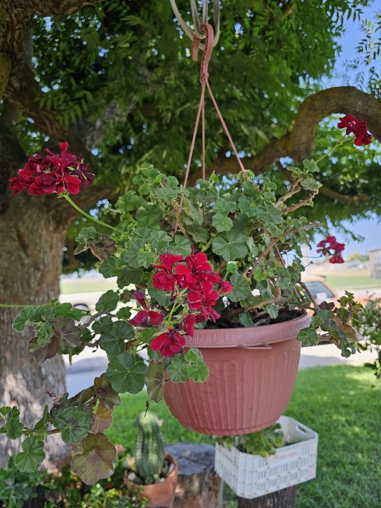 Plant