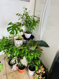 Plants for sale 20 each