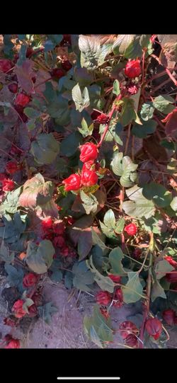 Roselle Hibiscus Seeds 🌺