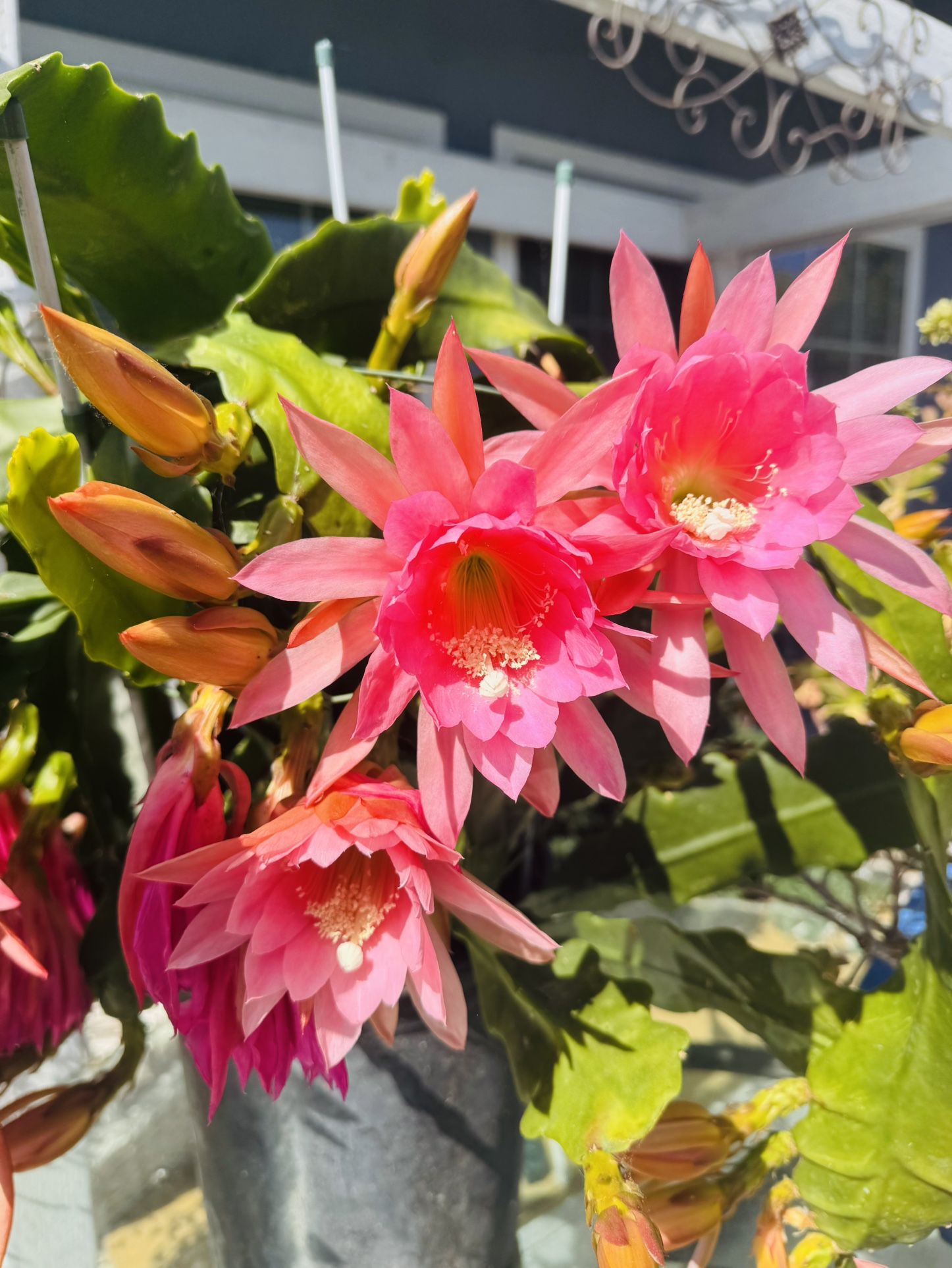 Pink Epiphyllum/cactus Orchid Plant In Bloom - Big Plant In 5 Gallon Pot