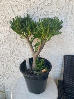1.5 Gallon Pot Succulent Plant - Crassula Ovata  Druce - Gollum Jade - Rooted & Established - Drought Resistant 🪴