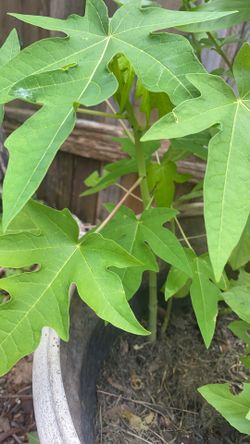 papaya tree