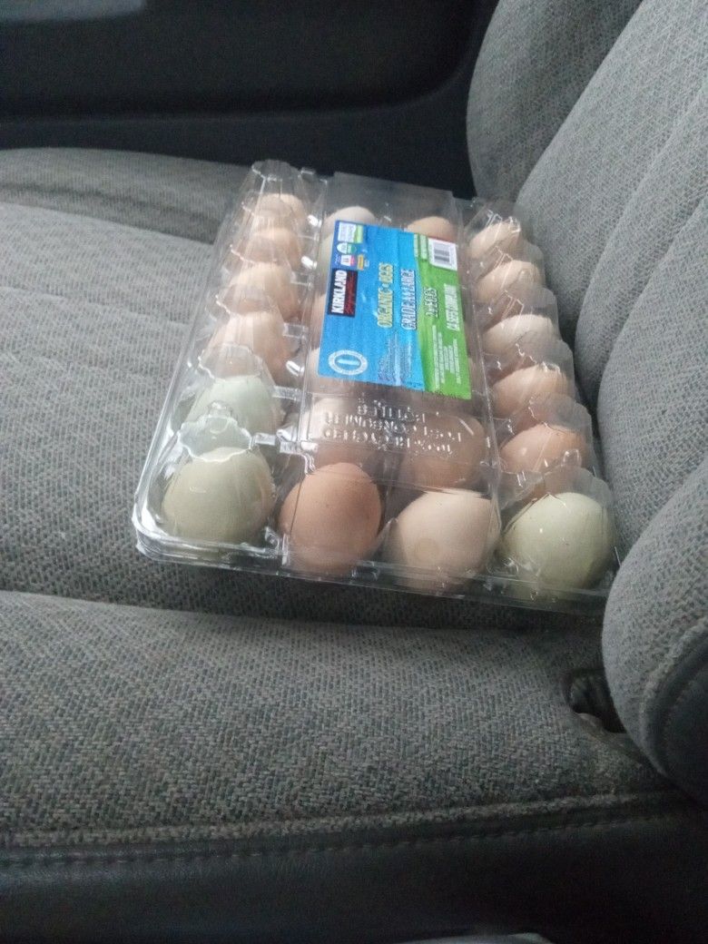 Duck Eggs and Chicken Eggs 