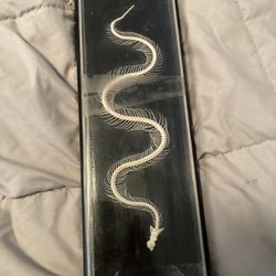 Snake Skeleton