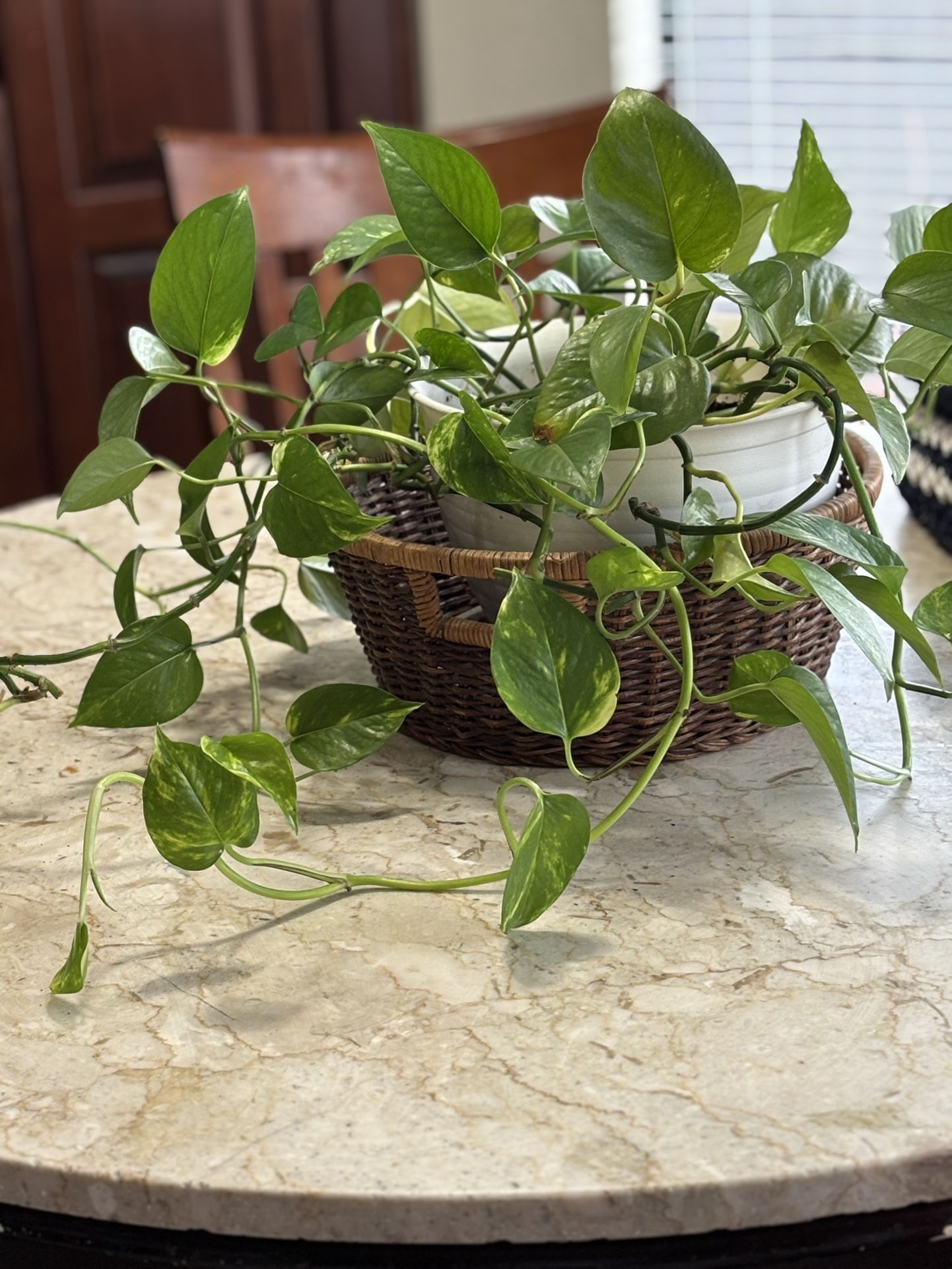 Large And Beautiful Plant In A Basket