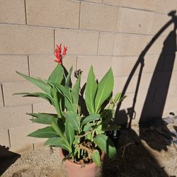 Canna Lilly Plants