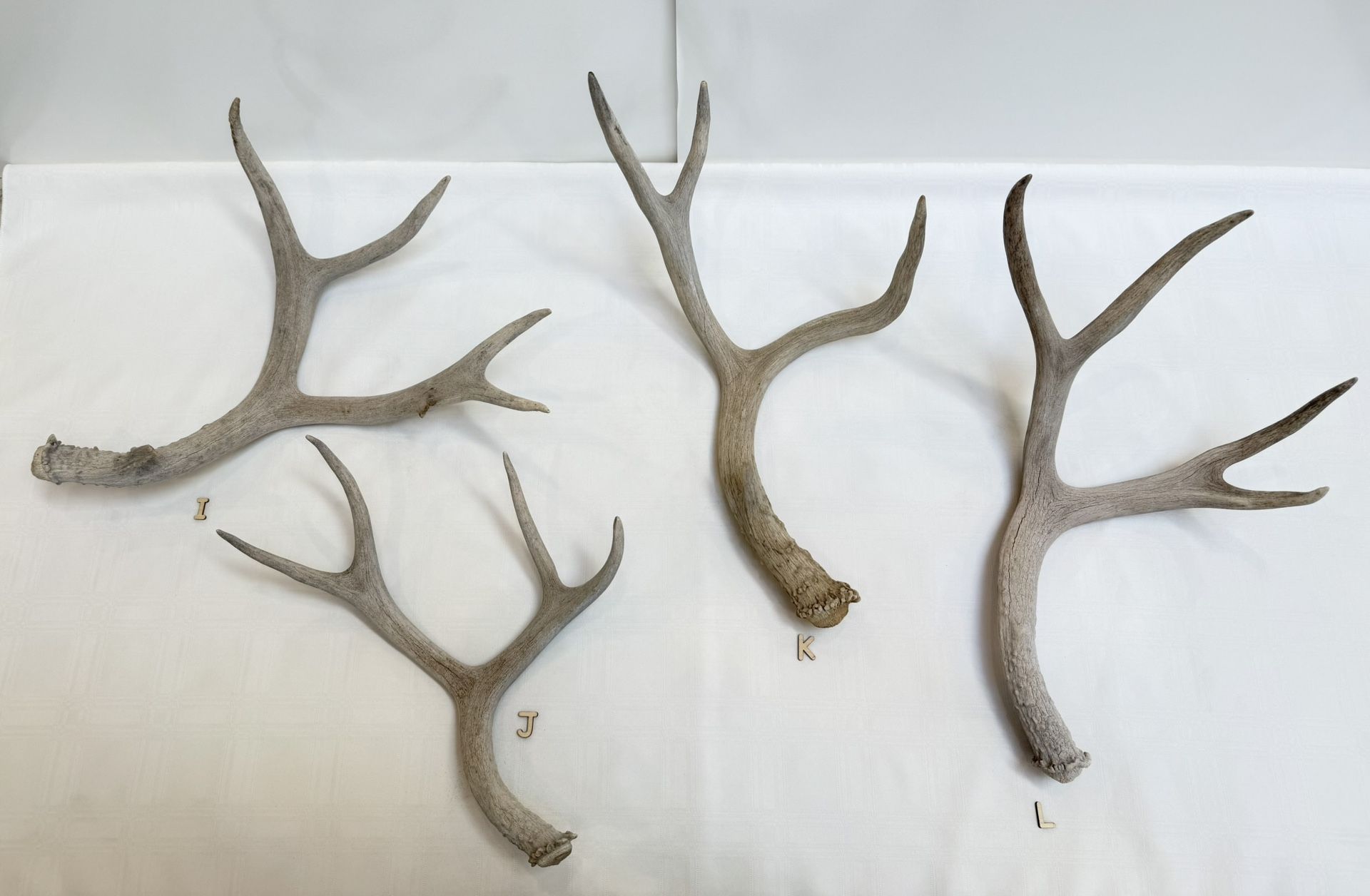 Genuine Deer Antlers | Natural Deer Sheds Singles | $38 Ea. | I-L