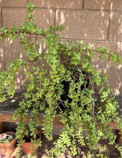 Elephant Bush Suculent