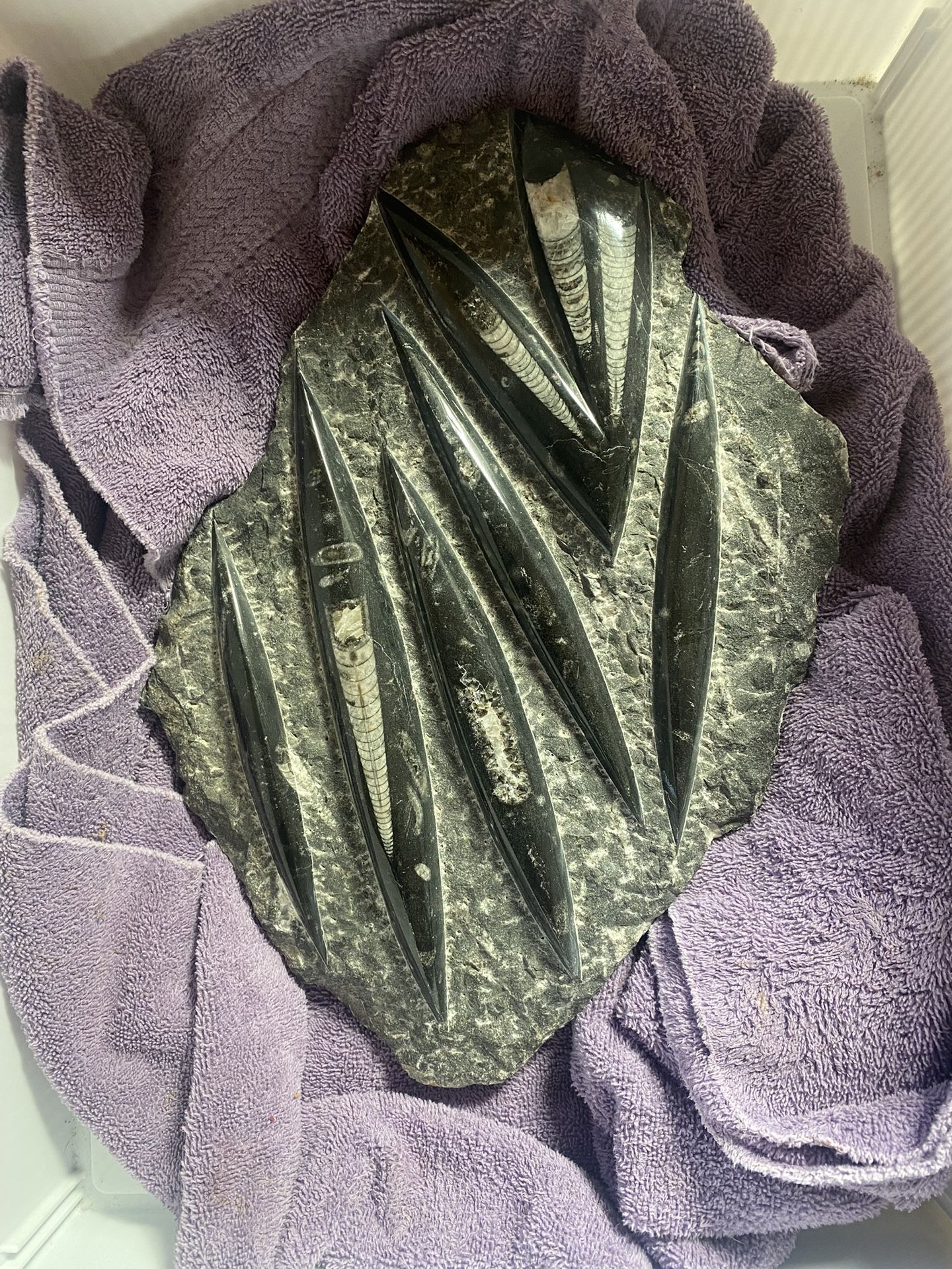 Orthocera Fossil Specimen