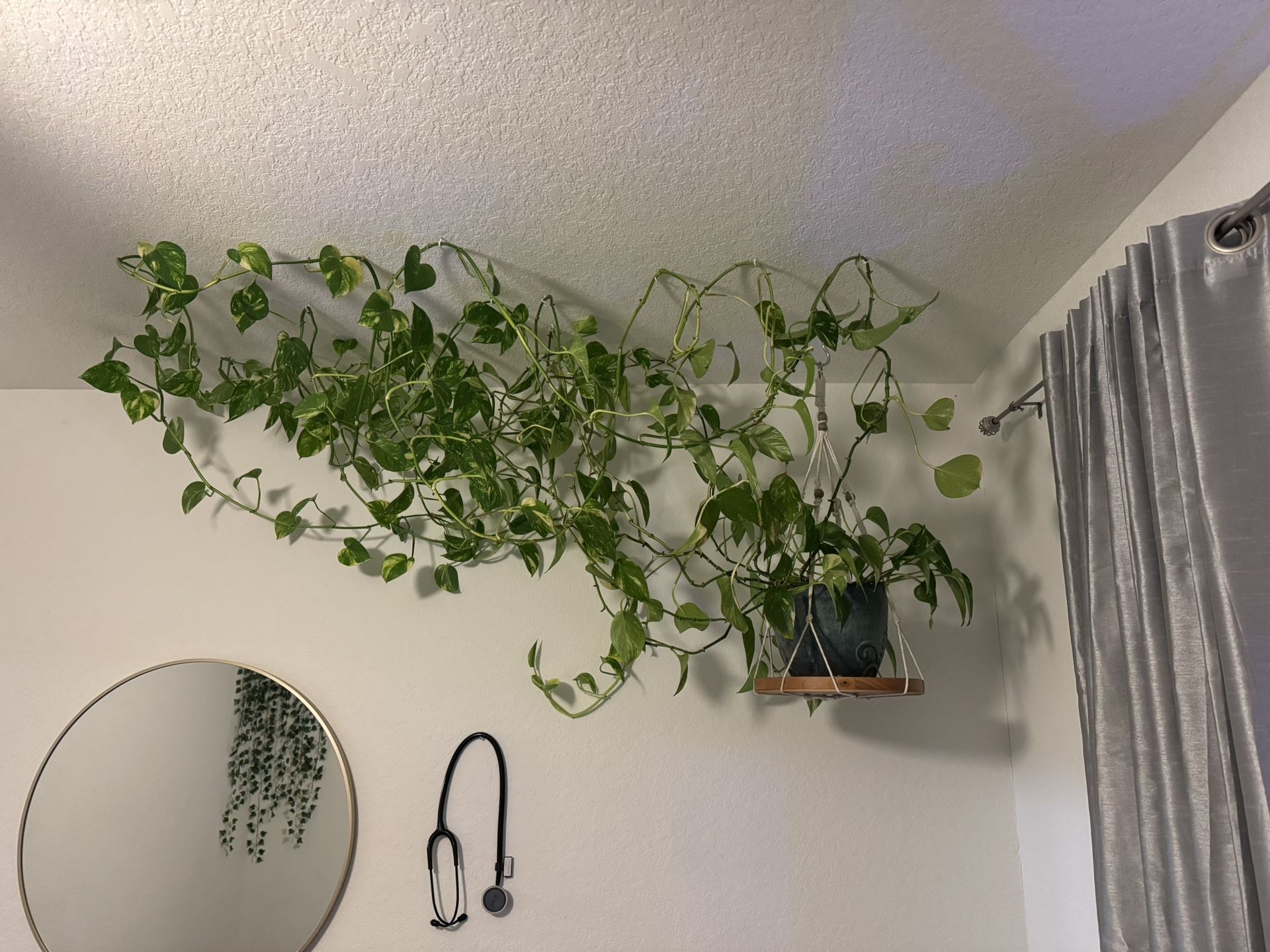 Golden Pothos Plant - Live