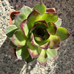 Large Succulent Plant For Sale