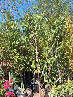 Fruit trees.