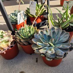 Succulents