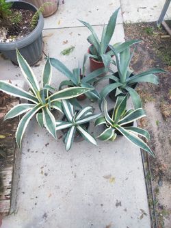 Agave Americana 1gl