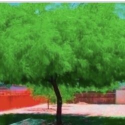 Thornless Chilean Mesquite Trees in 5G 6F The Tall From Ground Up $50 Each Firm Price