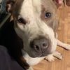 Benji