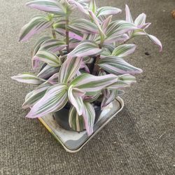 Plant For Sale Trying To Help Out My Grandma