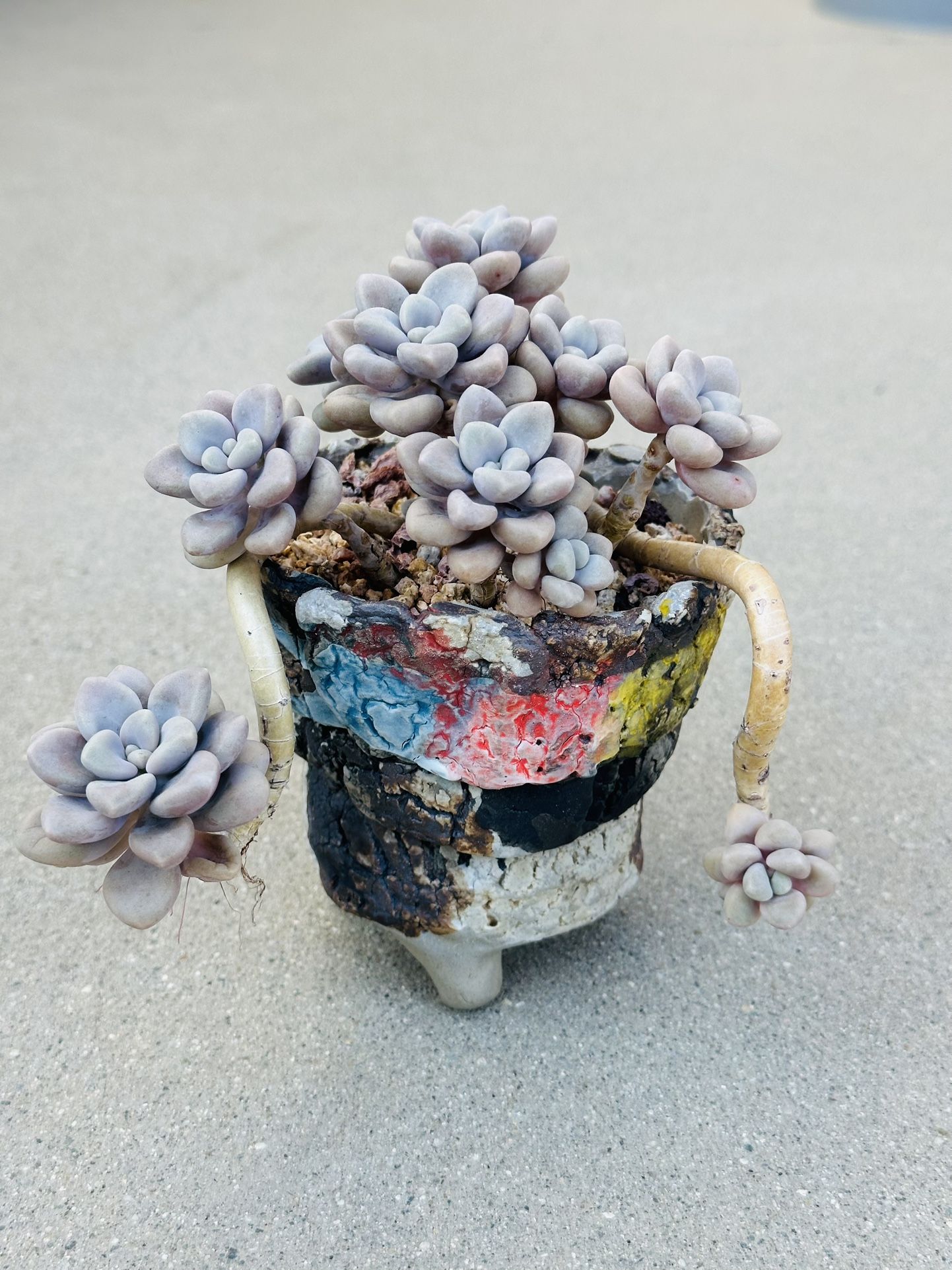 Succulents plants 🪴