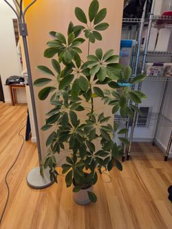 Houseplant