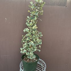 8” Variegated Ficus Triangularis 
