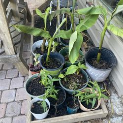 Banana Plants 