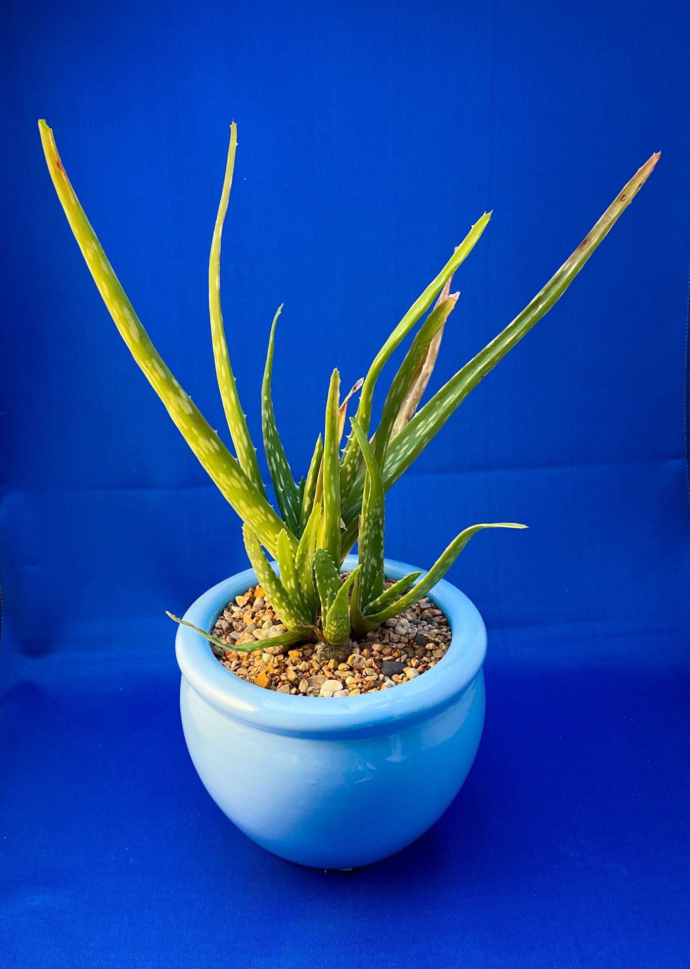 Aloe plant in blue glazed pot