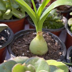 Succulents Plants 🪴 