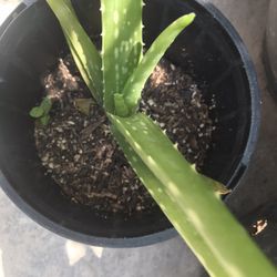 Aloe Vera Plant 