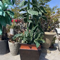 fake plant