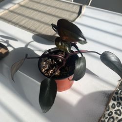 Pink Princess Philodendron Plant 