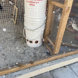 Custom Bird & Pigeon Waterers – Made to Order
