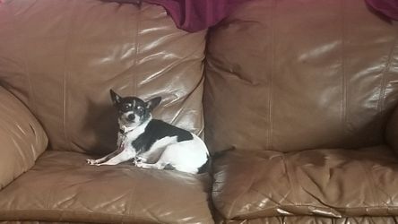 Free Sofas
