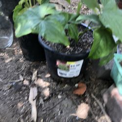 Planta De Sombra