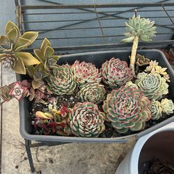 ALL plants Succulents In Pot / Plantas Suculentas