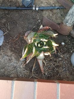 Succulent clipping