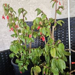 1gal Begonia Fuchsioides