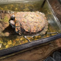 Turtle For Sale 