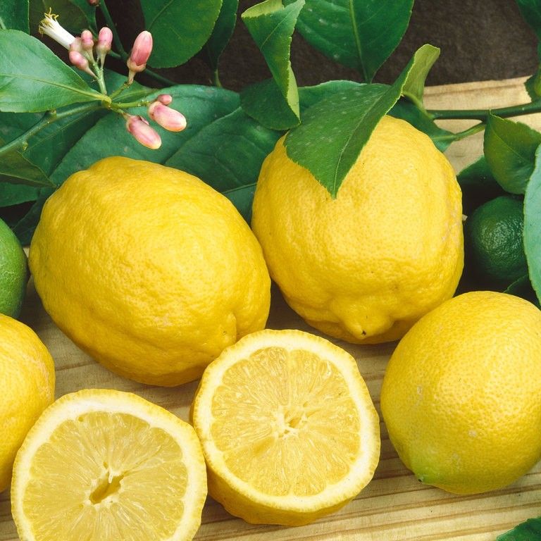 Eureka Lemon Tree