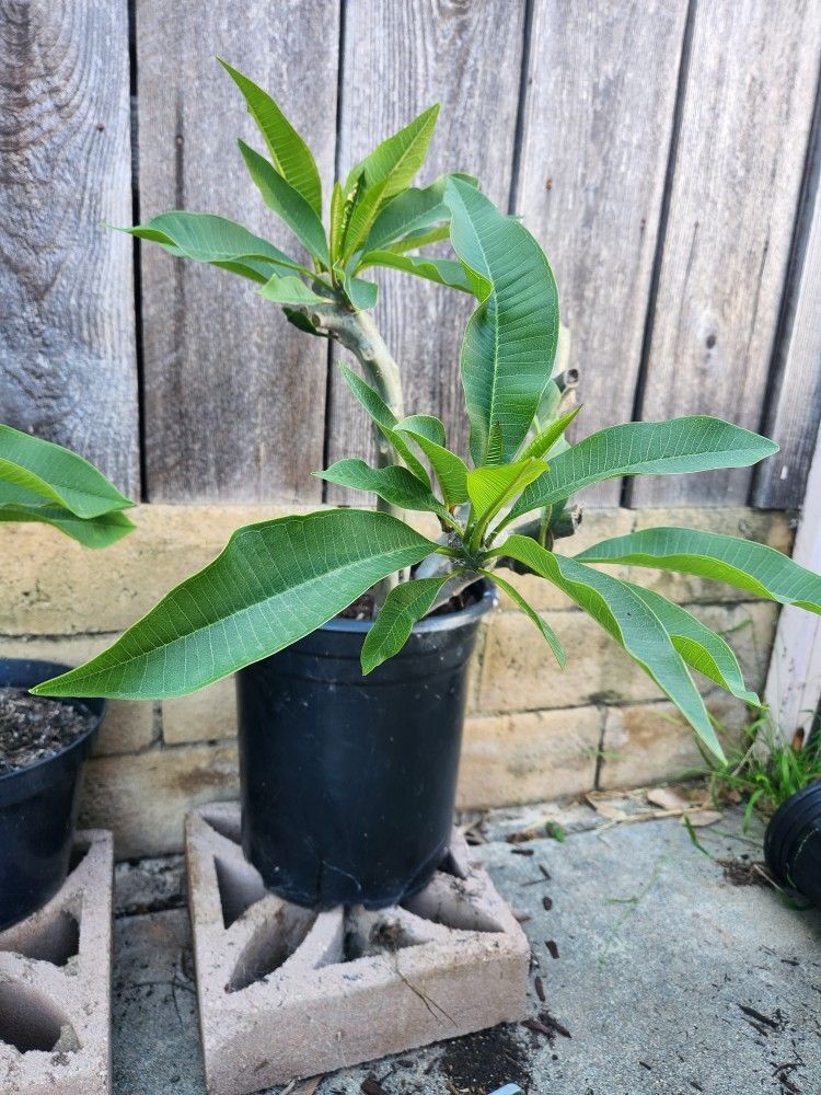 Plumeria 5-gallon Multiple Tops
