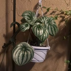 Watermelon Peperomia Plant 