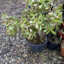 Jade Plant