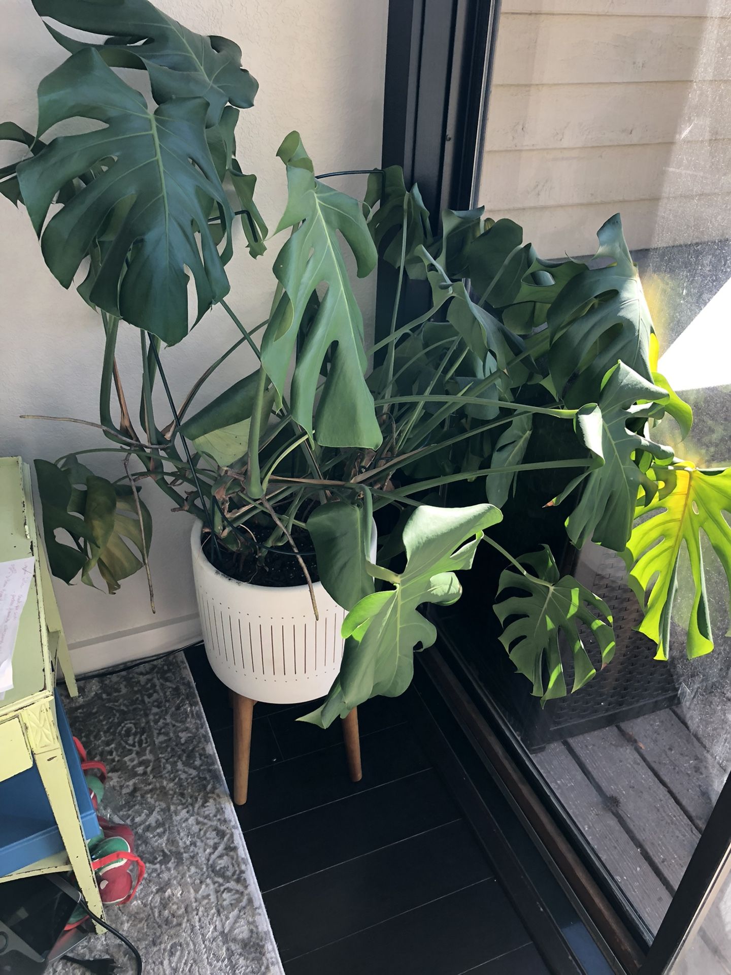 West Elm Mid Century Turned Wood Leg Planter With Monstera Plant