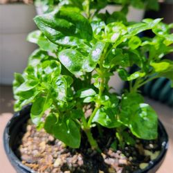 Sissoo Spinach Plant (Edible)