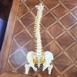 Anatomical Model: Human Spine