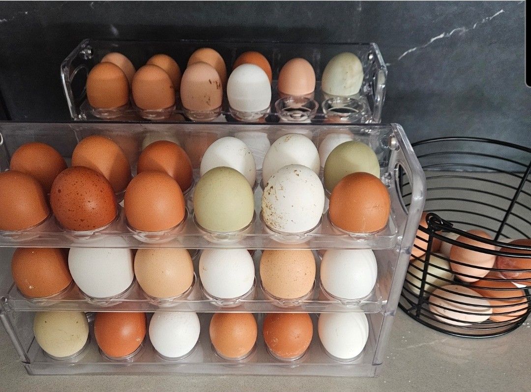 Fresh Eggs