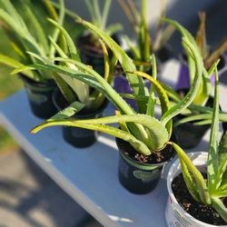Healthy Aloe Plants 🪴