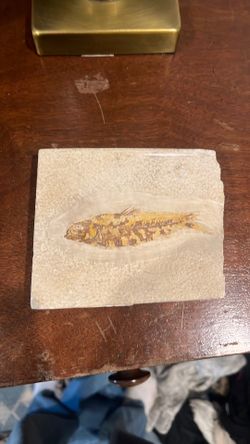 Fish fossil