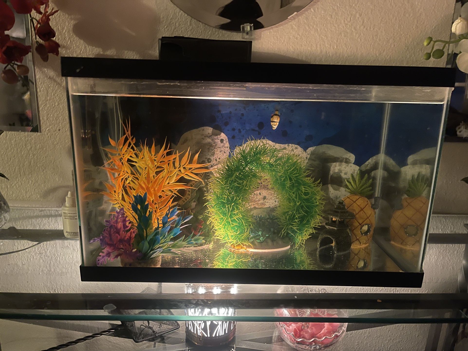 Fish Tank New heater New Oxygen Pump New Everything